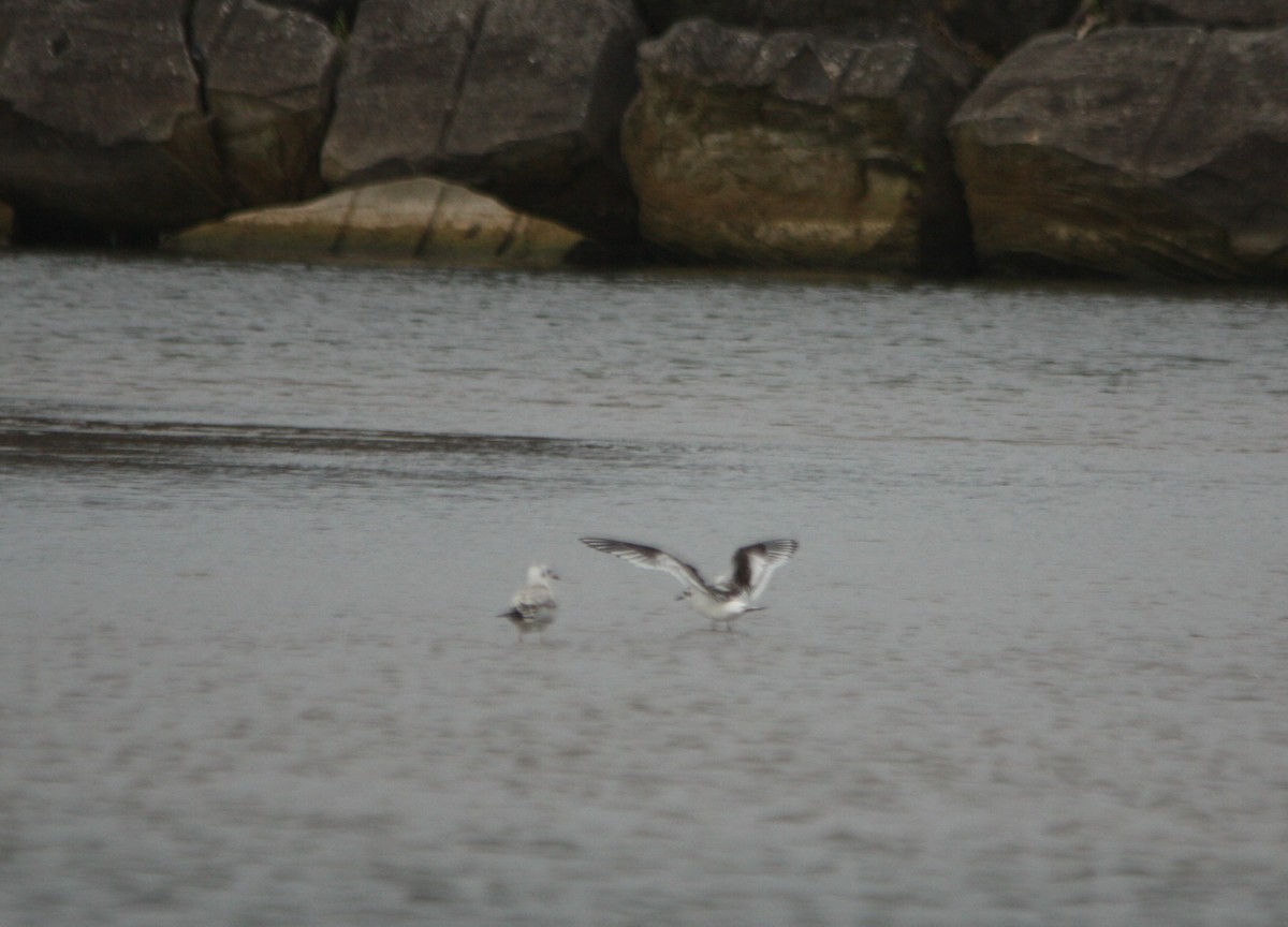 Little Gull - ML640702646