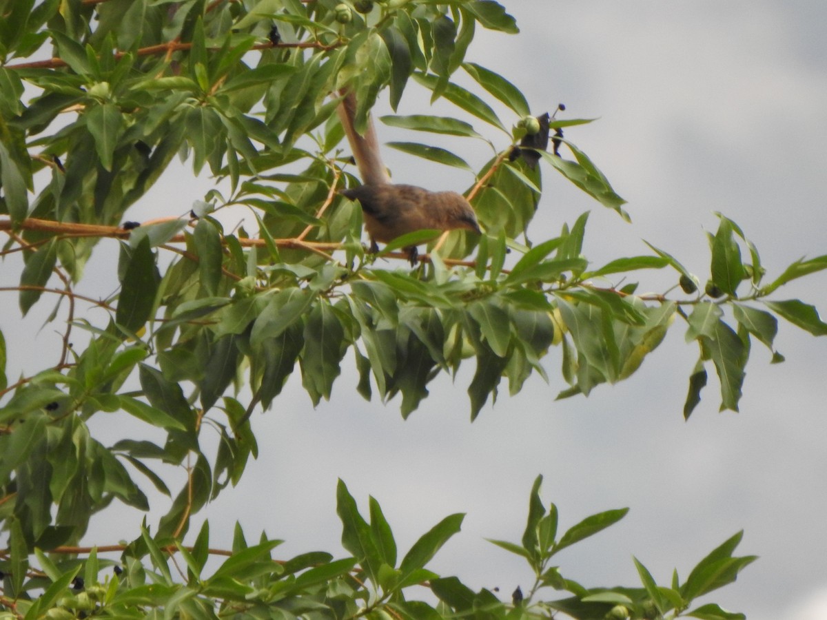 Large Gray Babbler - ML640702733