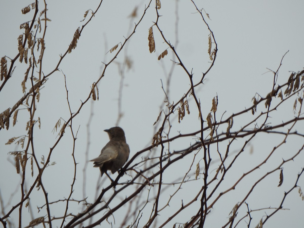 Large Gray Babbler - ML640702734