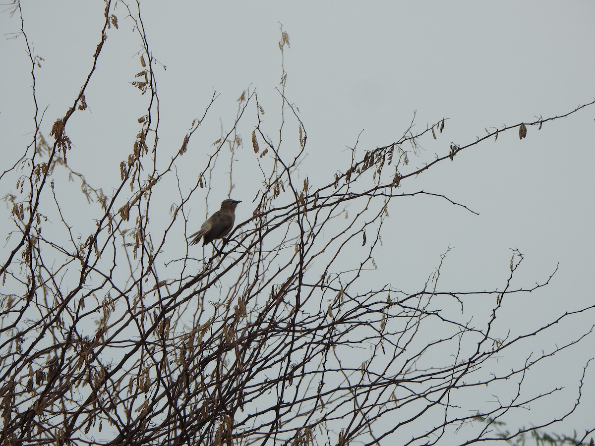 Large Gray Babbler - ML640702735