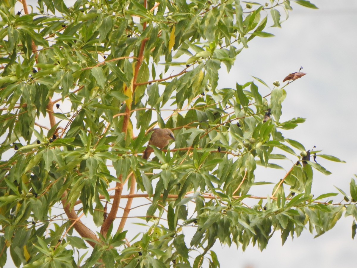 Large Gray Babbler - ML640702736
