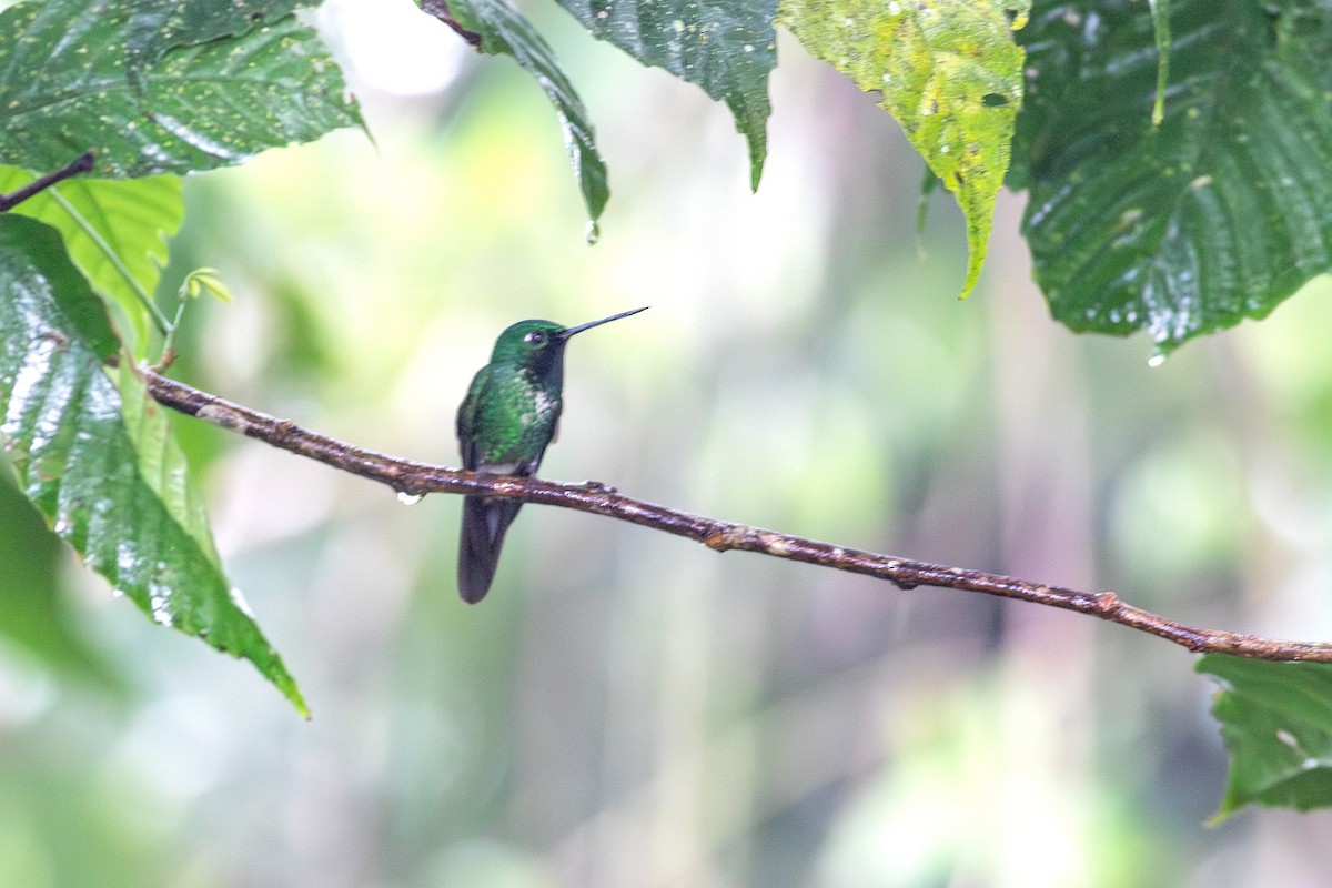 Rufous-vented Whitetip - ML640702792