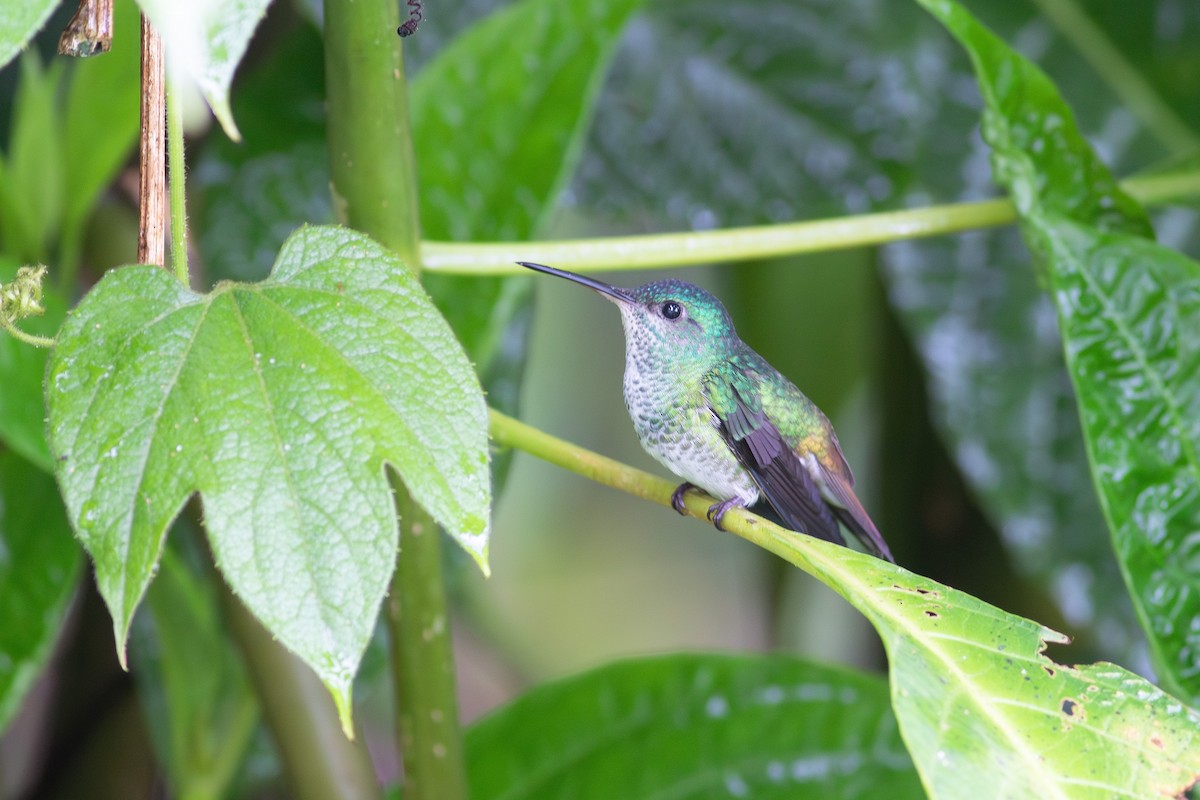 Golden-tailed Sapphire - ML640702805