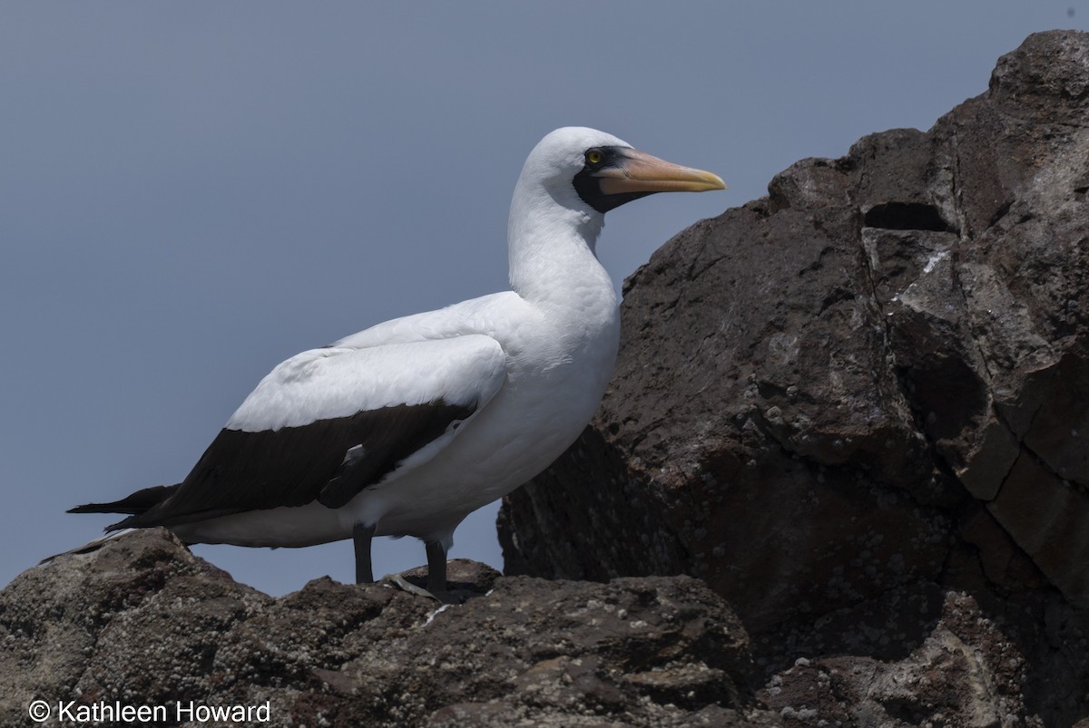 Nazca Booby - ML640702845