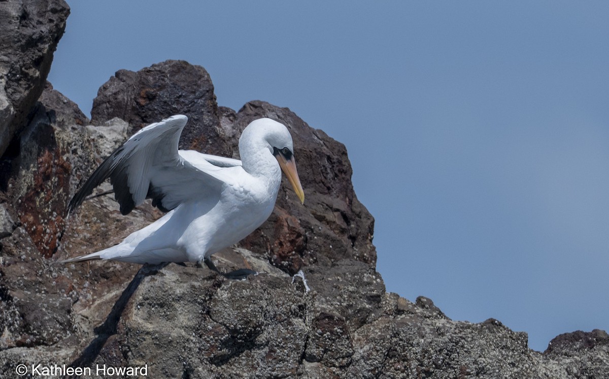 Nazca Booby - ML640702846