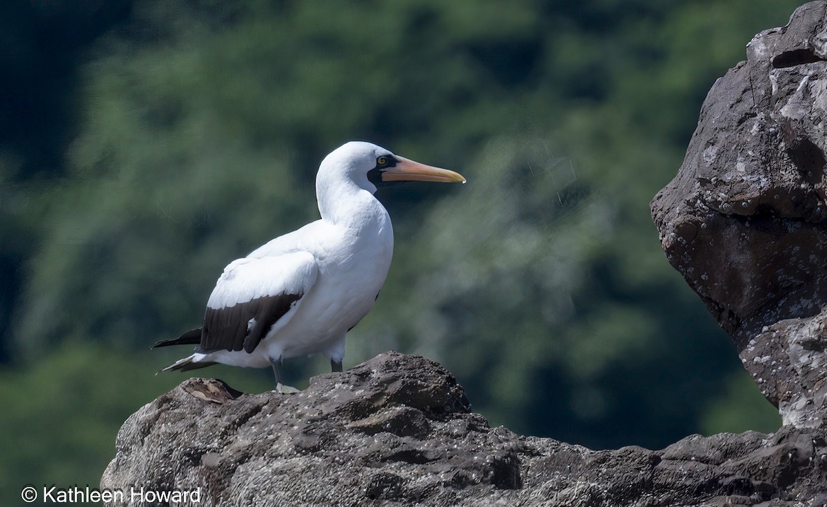 Nazca Booby - ML640702847