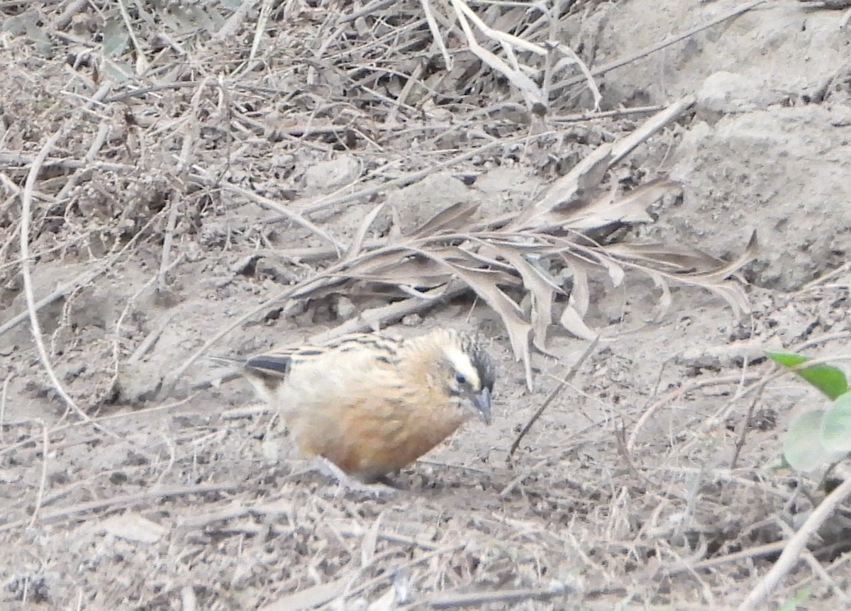 Black Bishop - ML640702866