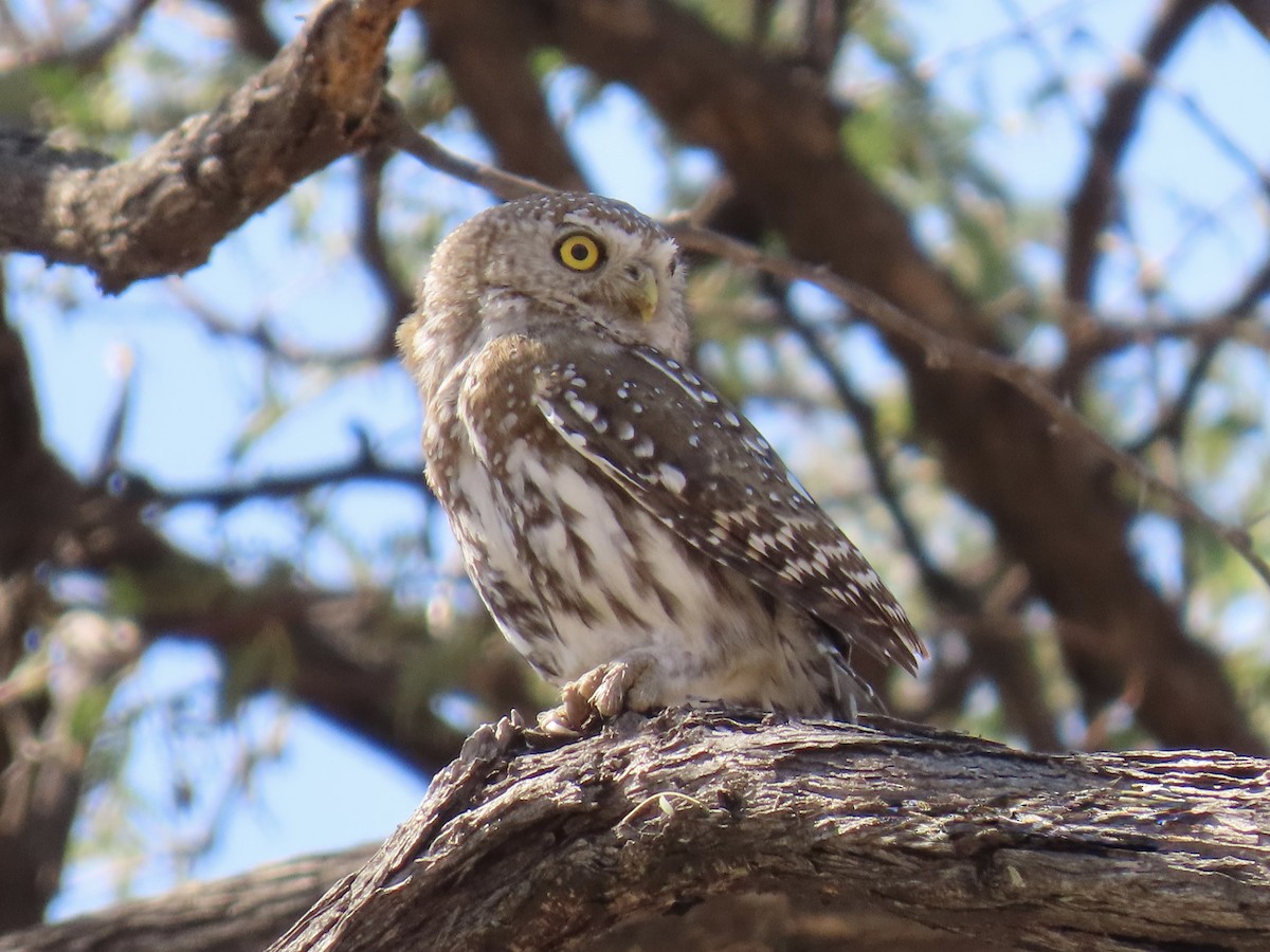 Pearl-spotted Owlet - ML640702890