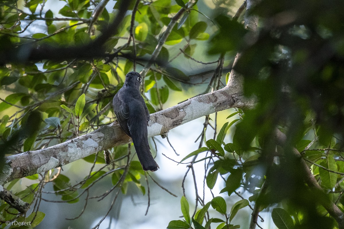 amazontrogon - ML640702949