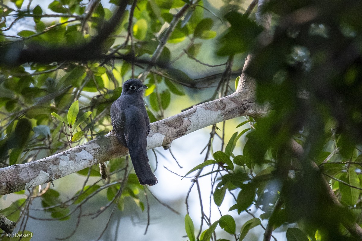amazontrogon - ML640702950