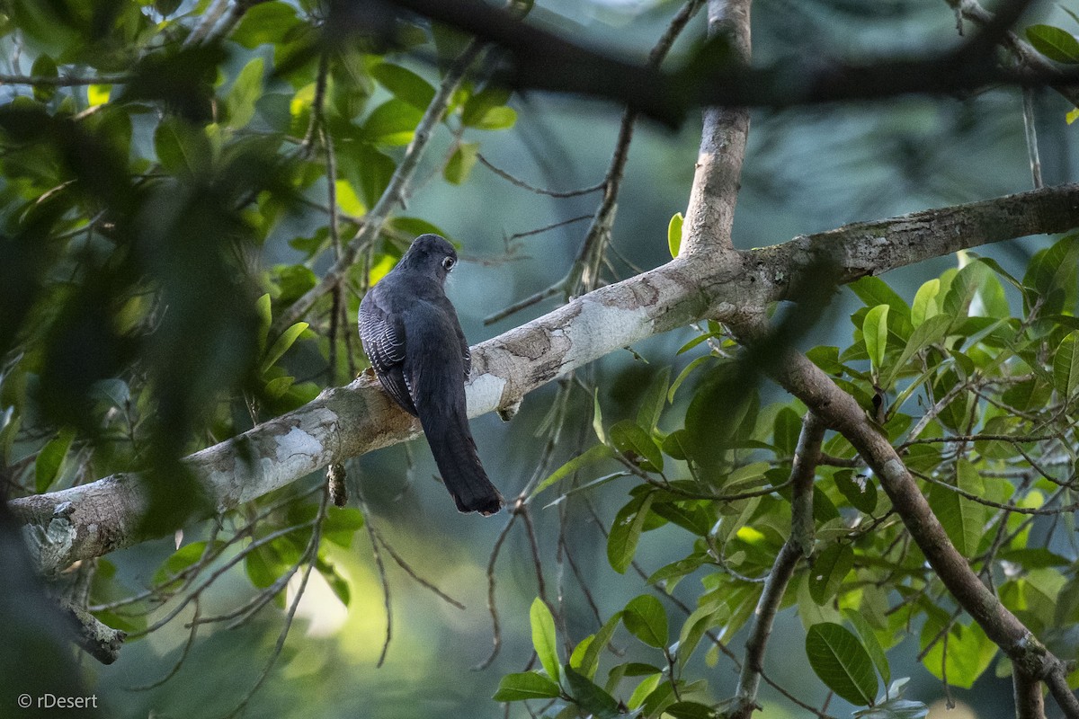 amazontrogon - ML640702951