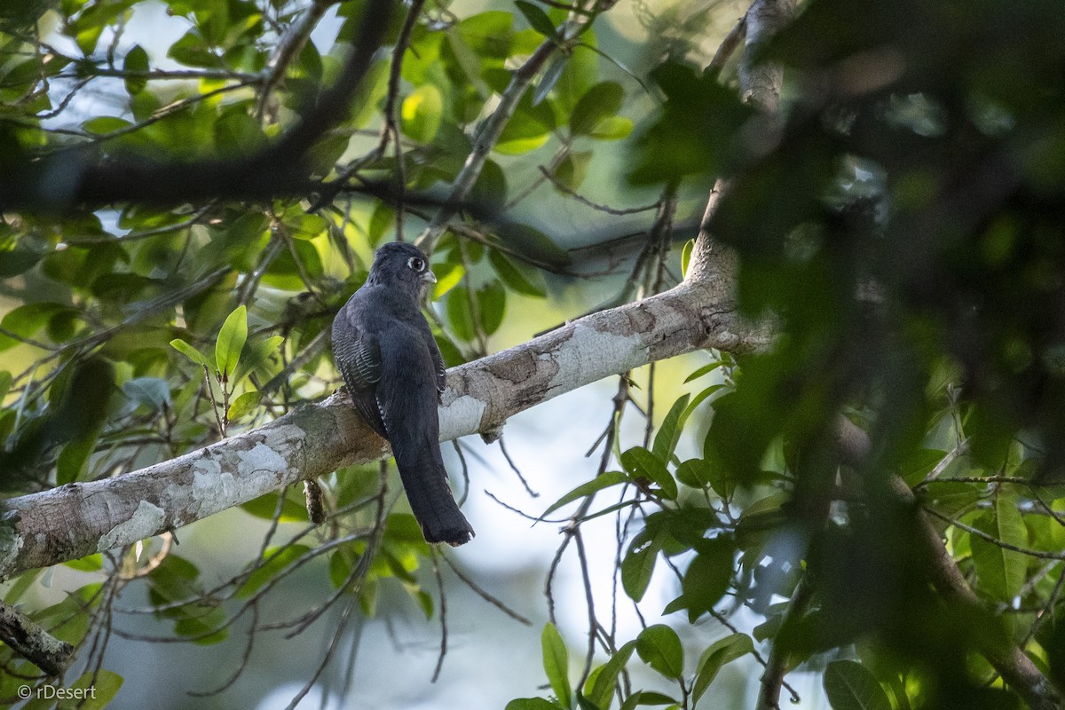 amazontrogon - ML640702952