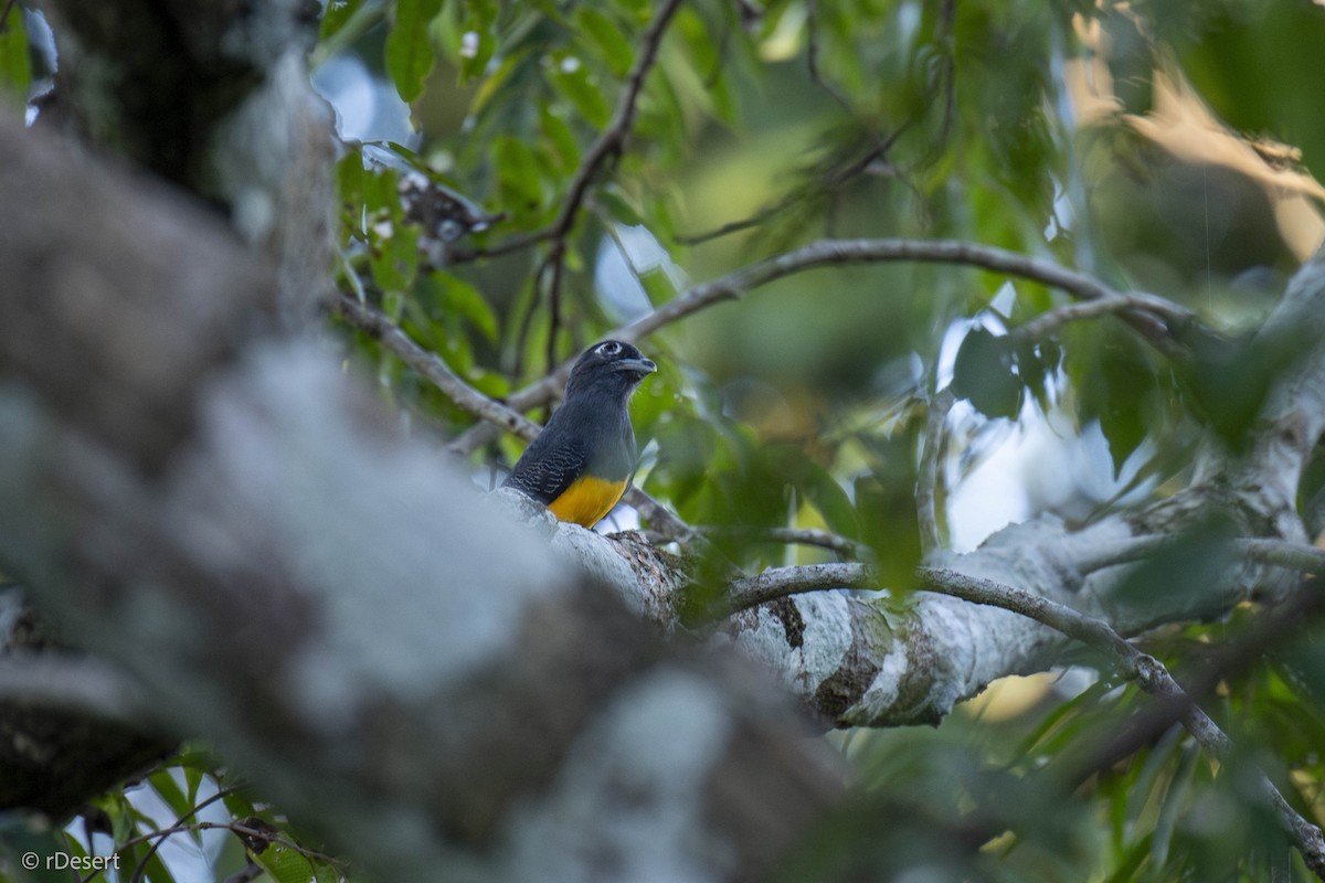 amazontrogon - ML640702953