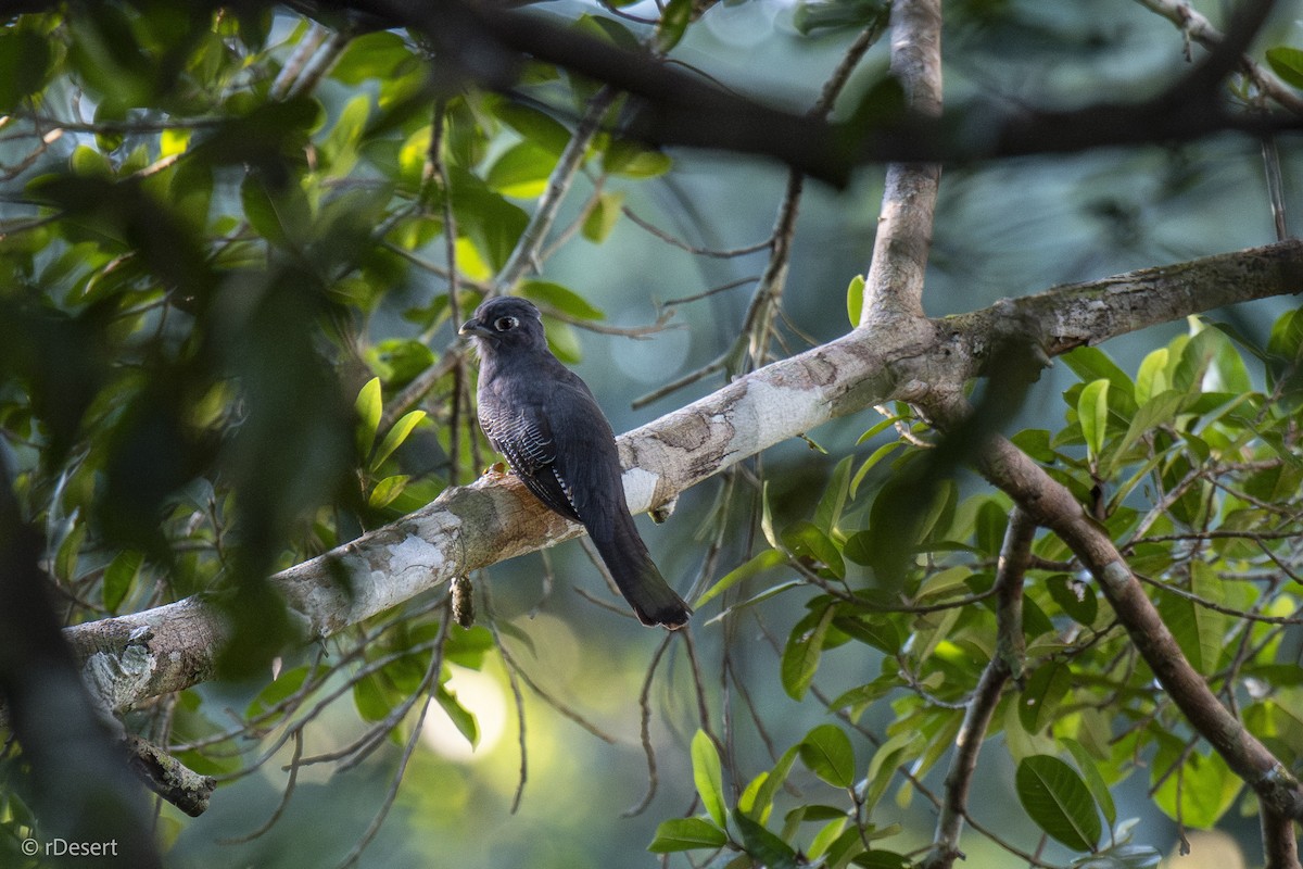 amazontrogon - ML640702956