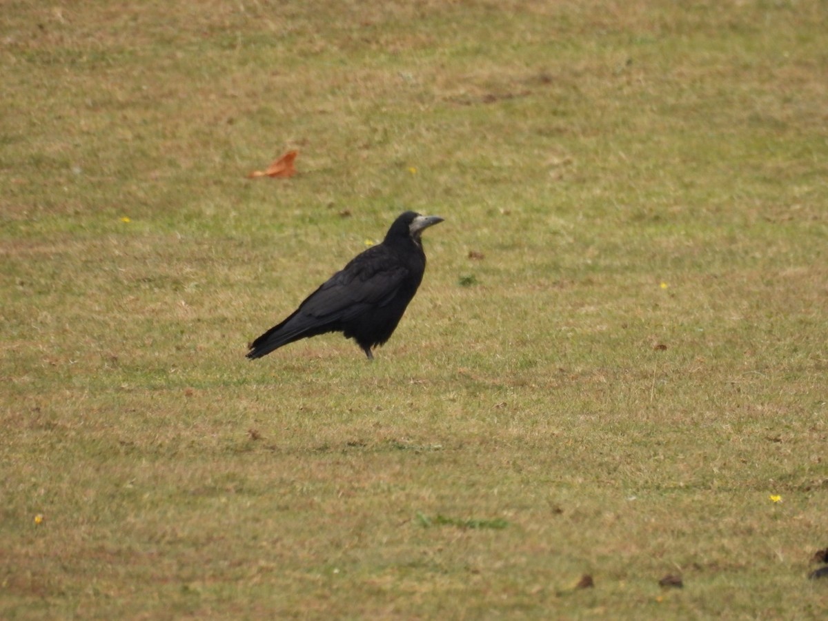 Rook - ML640703101