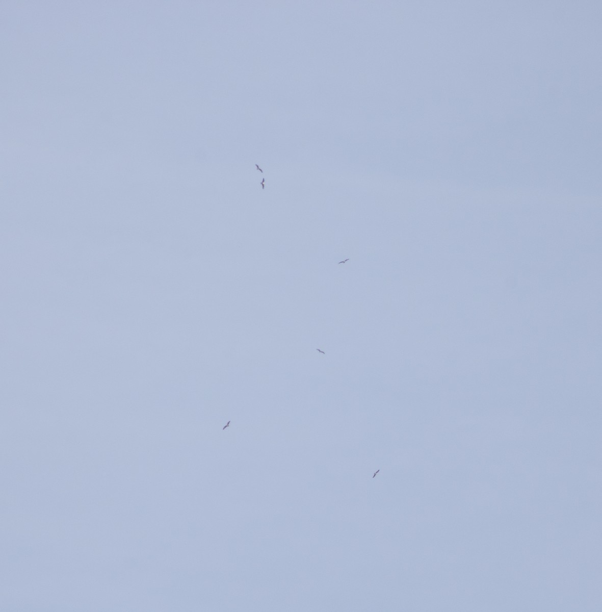 魚鷹 - ML640703165