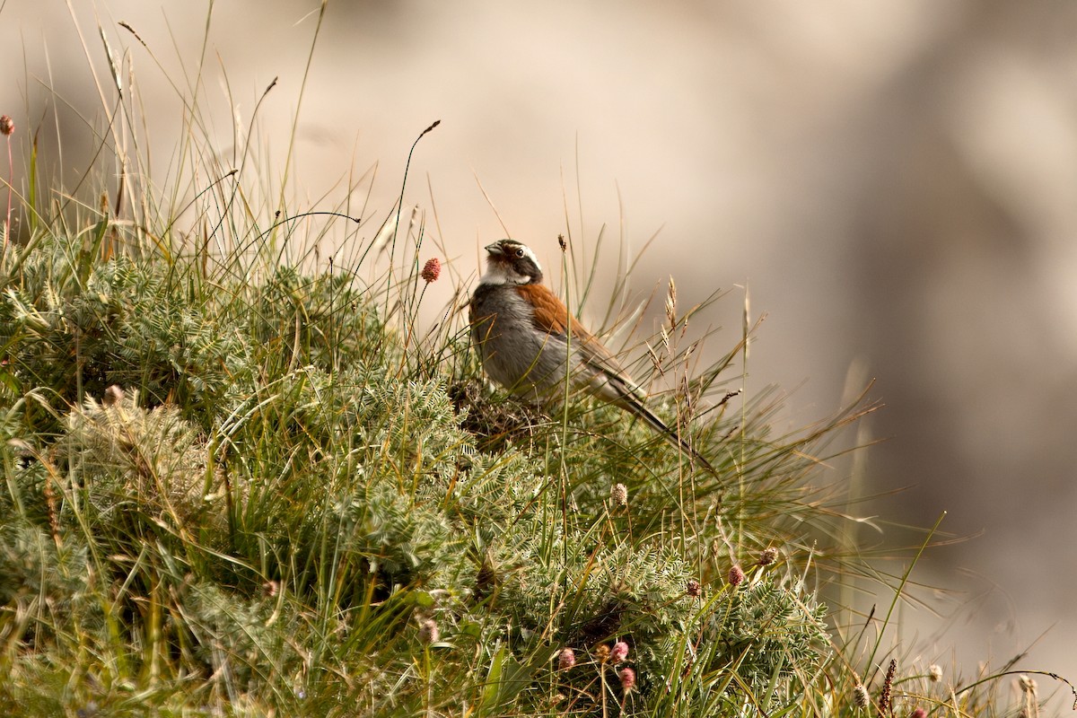 Tibetan Bunting - ML640703218