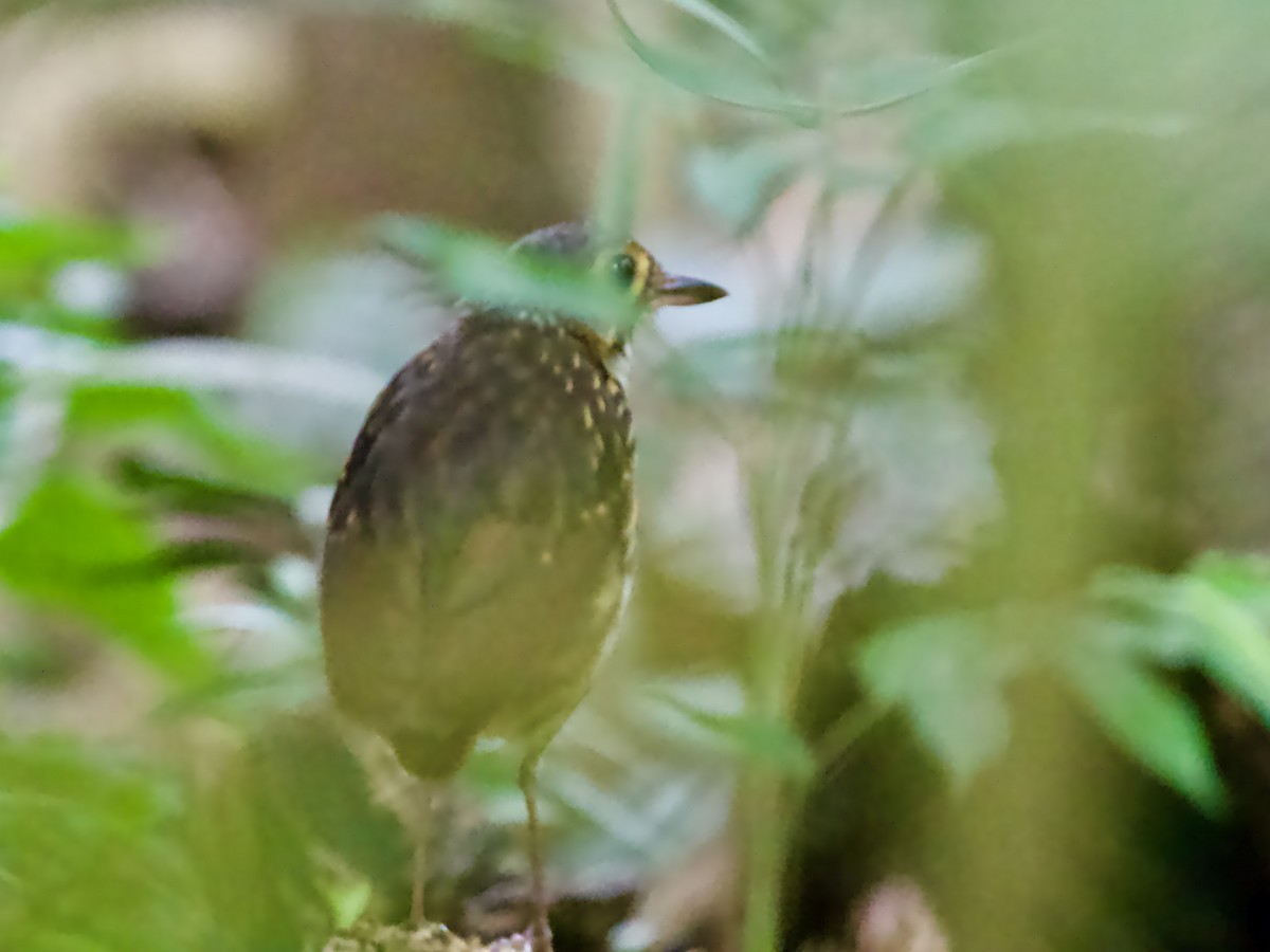 シマムネモリジアリドリ（perspicillatus） - ML640703220
