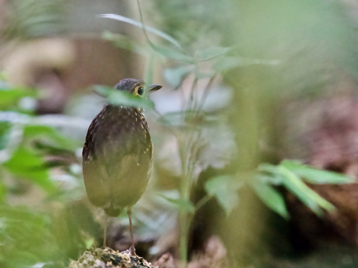 シマムネモリジアリドリ（perspicillatus） - ML640703221