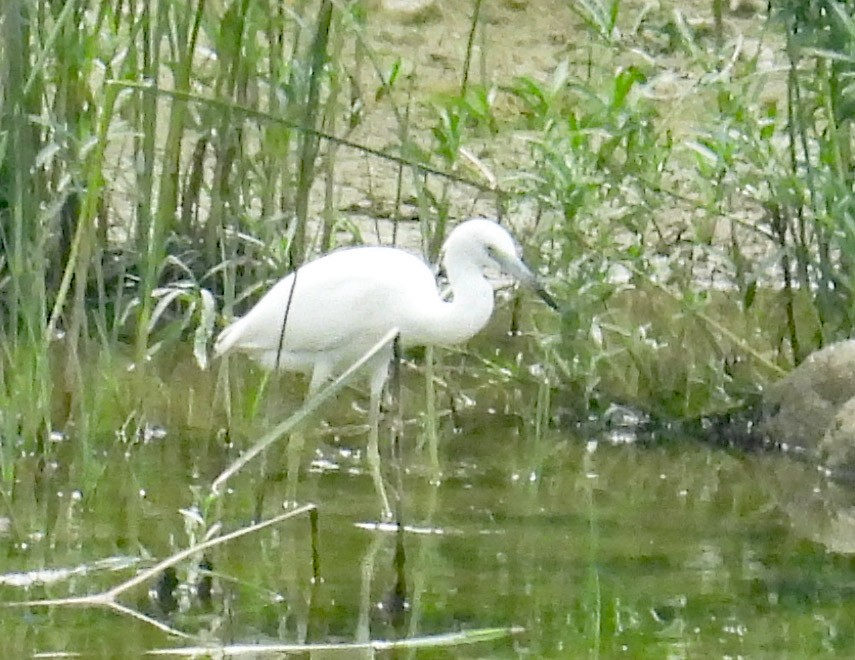Little Blue Heron - ML640703238