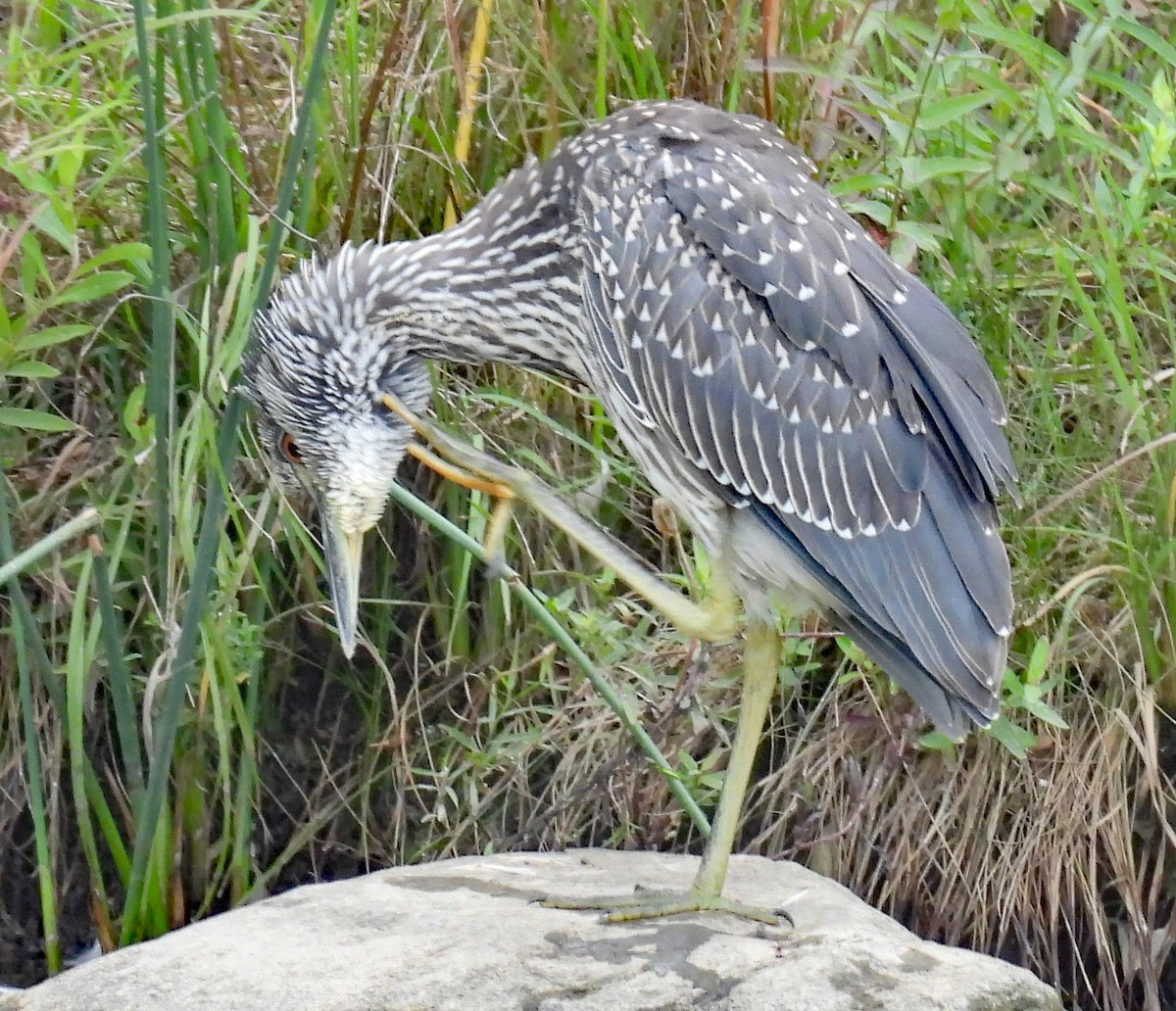 Yellow-crowned Night Heron - ML640703262