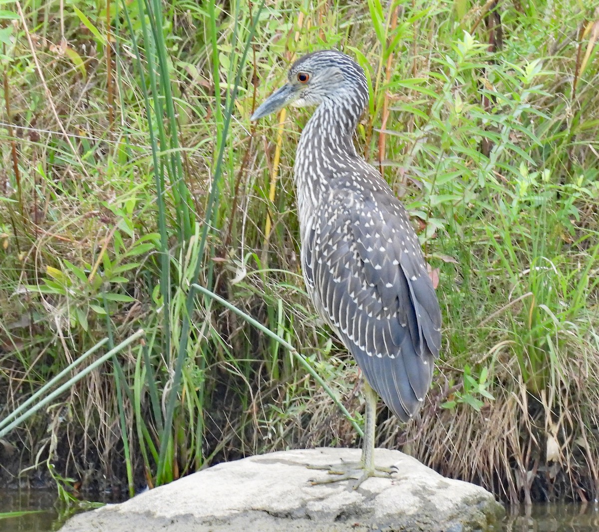 Yellow-crowned Night Heron - ML640703263