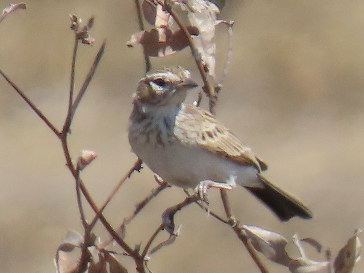Fawn-colored Lark - ML640703367