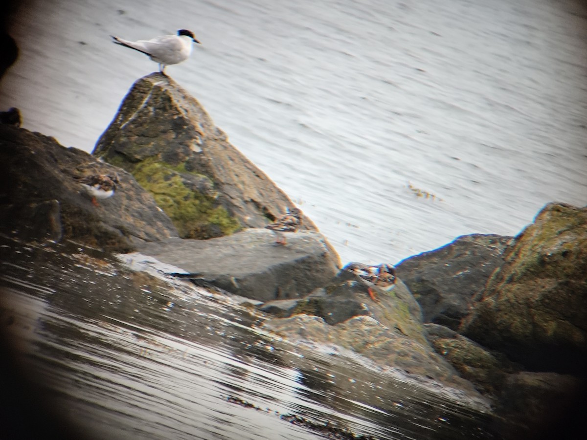 Ruddy Turnstone - ML640703386