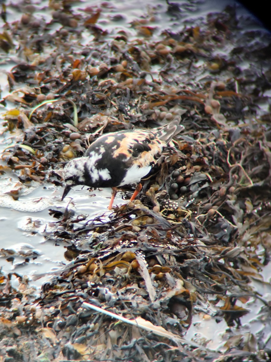 Ruddy Turnstone - ML640703387
