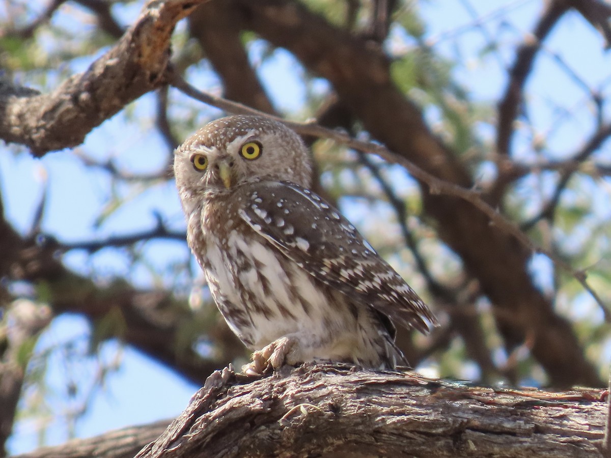 Pearl-spotted Owlet - ML640703471