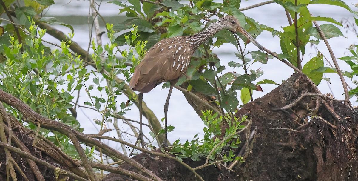 Limpkin - ML640703513