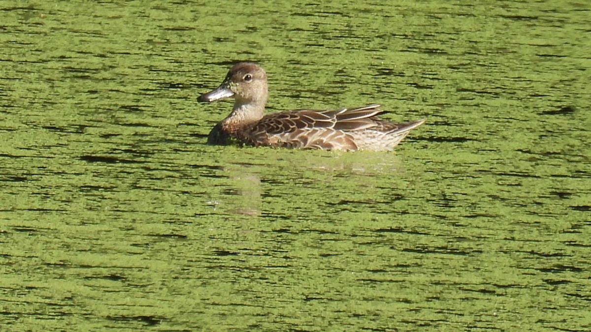 Blue-winged Teal - ML640703517