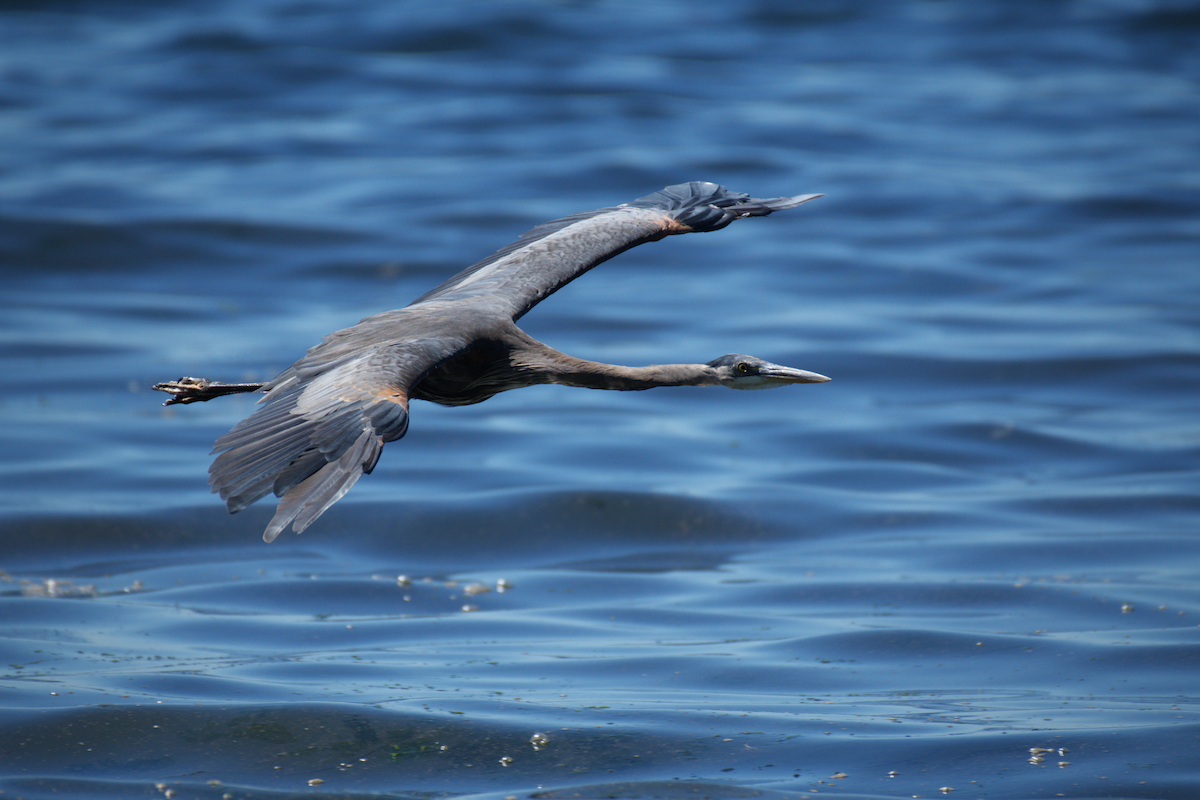 オオアオサギ - ML640703535