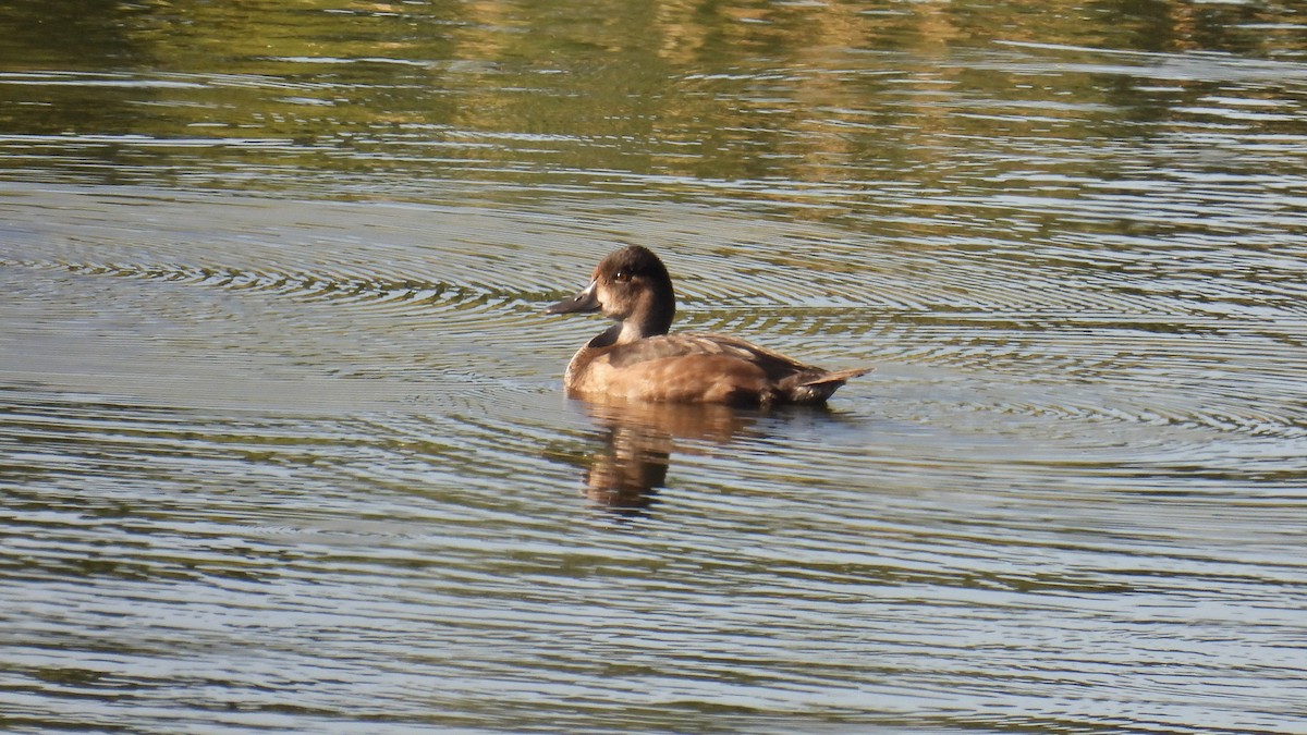 Ring-necked Duck - ML640703582