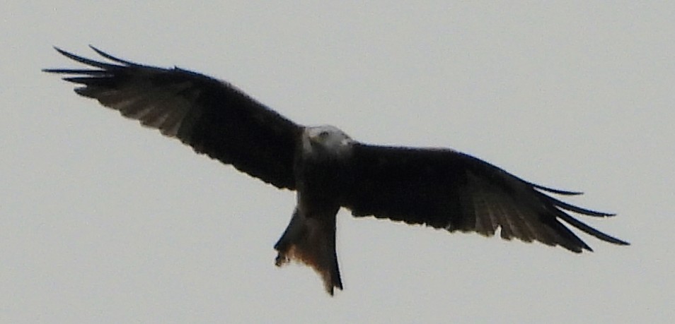 Red Kite - ML640703674