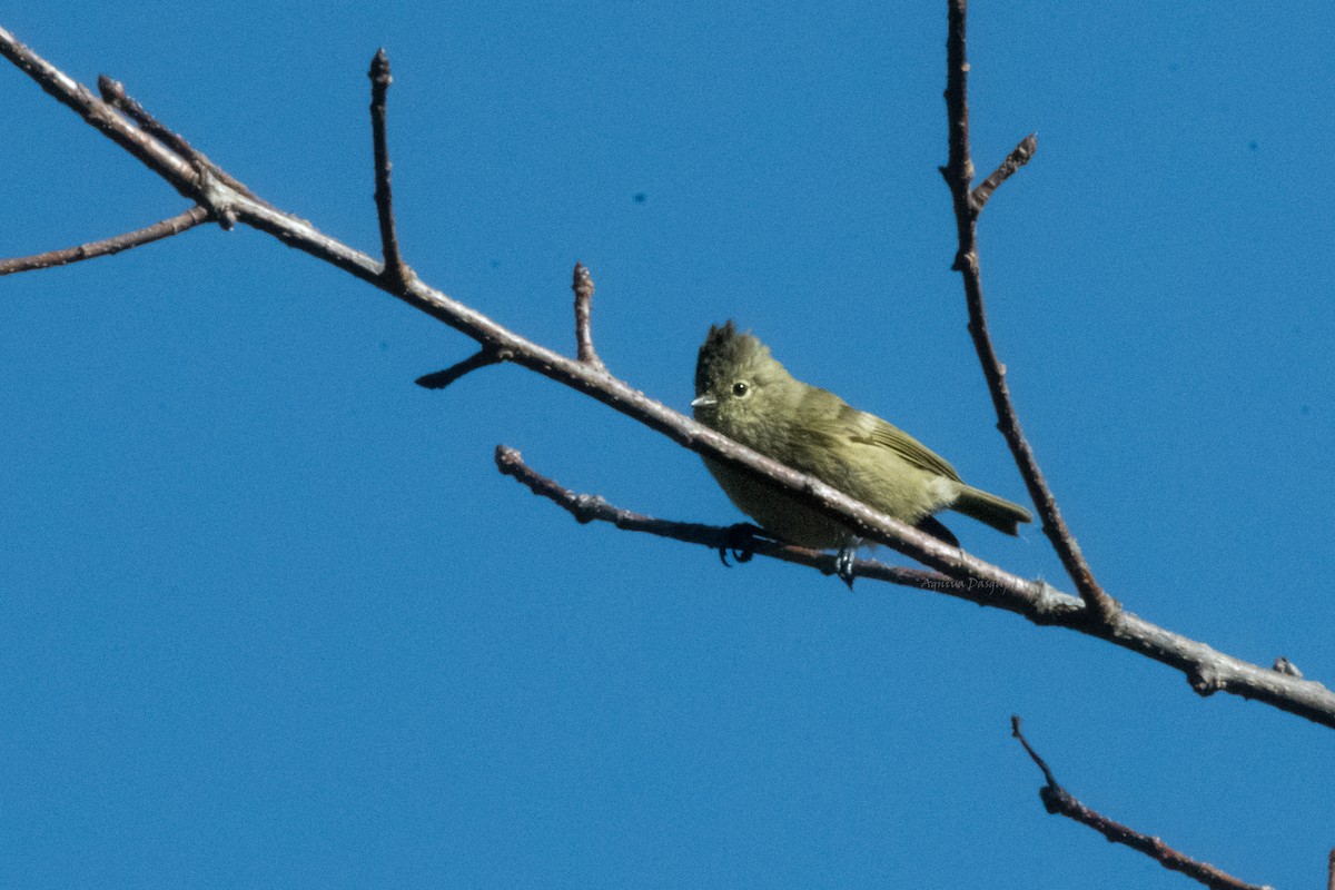 Yellow-browed Tit - ML640703834
