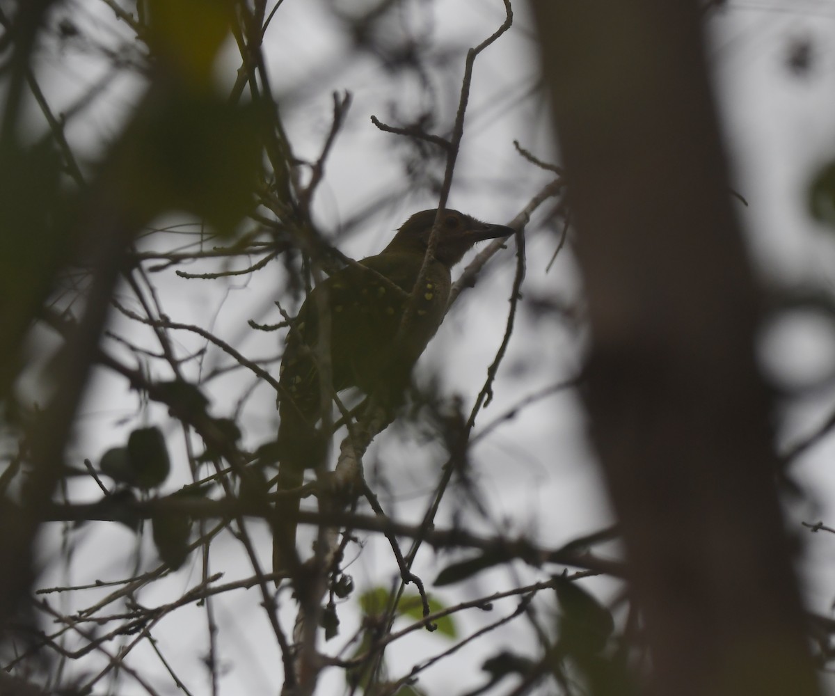 Eastern Nicator - ML640703852
