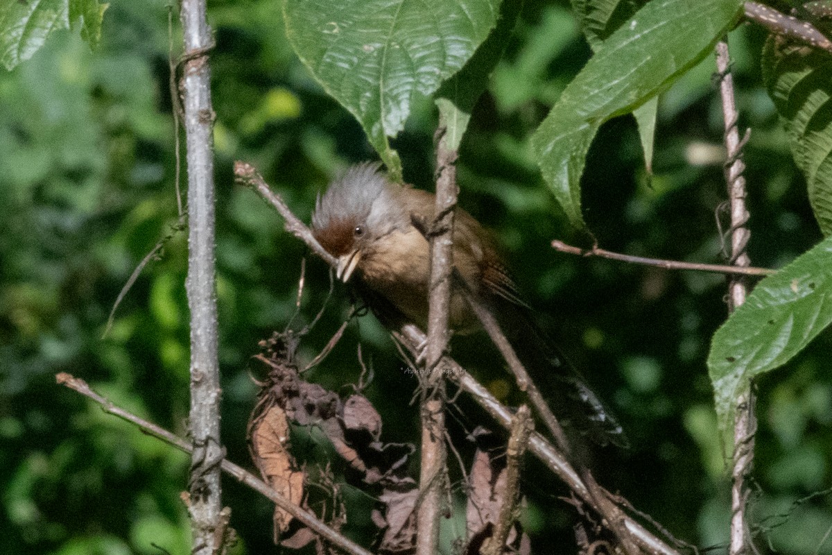 Rusty-fronted Barwing - ML640703888