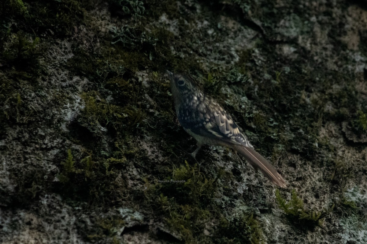 Sikkim Treecreeper - ML640703898