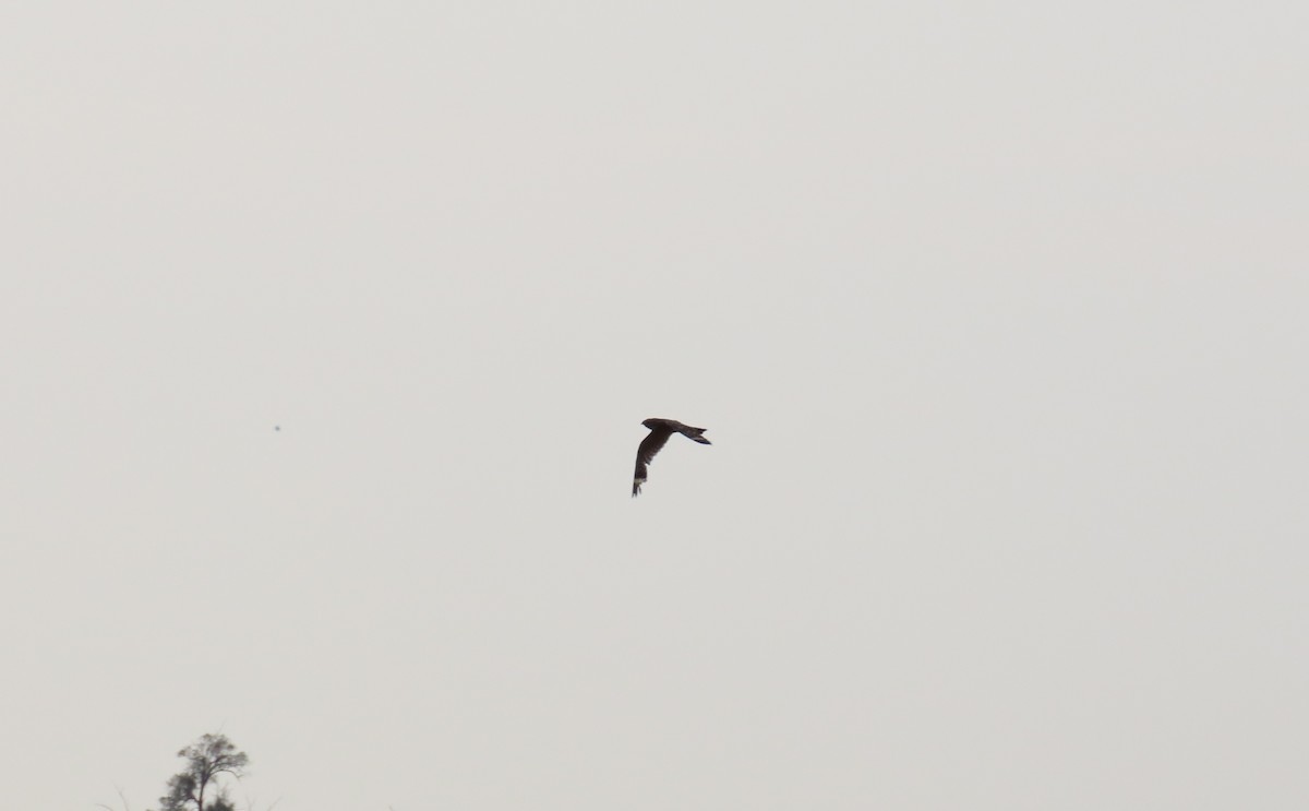 Lesser Nighthawk - ML640703962