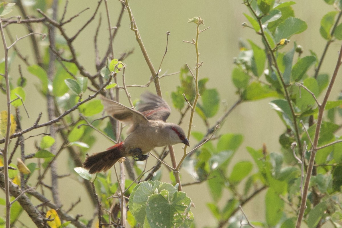 Crimson-rumped Waxbill - ML640703975