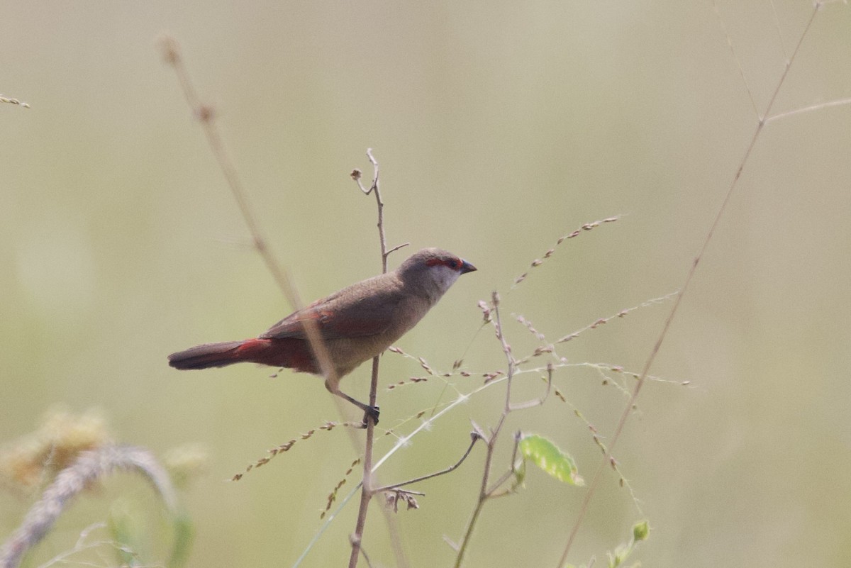 Crimson-rumped Waxbill - ML640703977