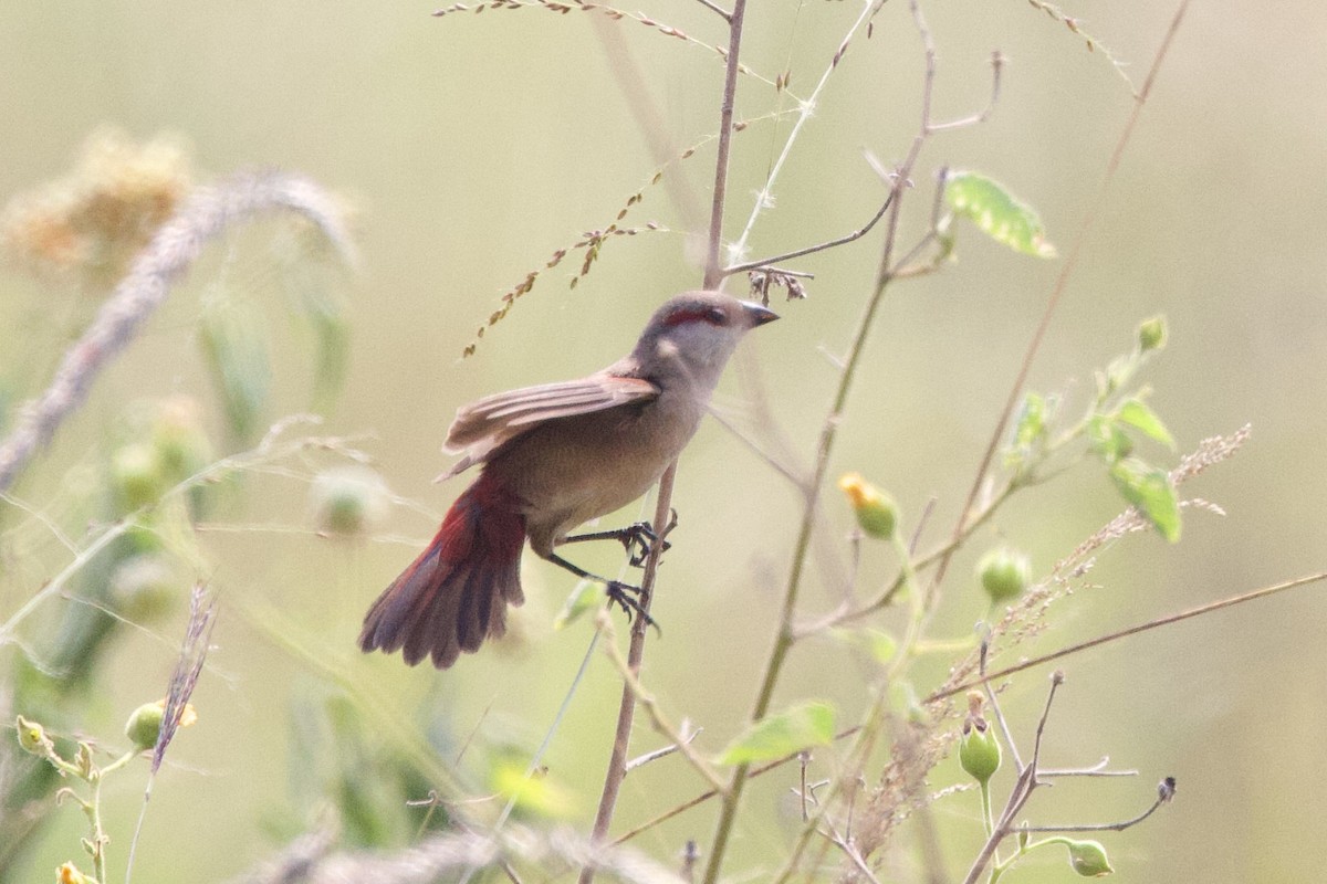 Crimson-rumped Waxbill - ML640703978