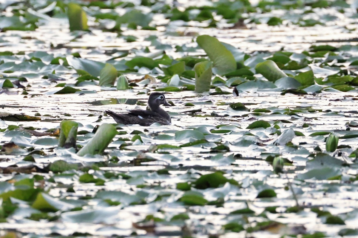 Wood Duck - ML640704001