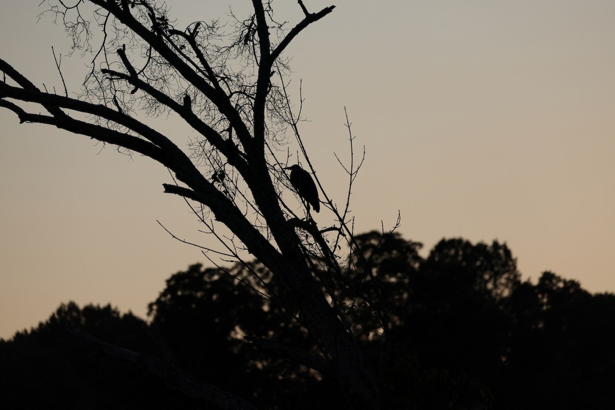 Great Blue Heron - ML640704009