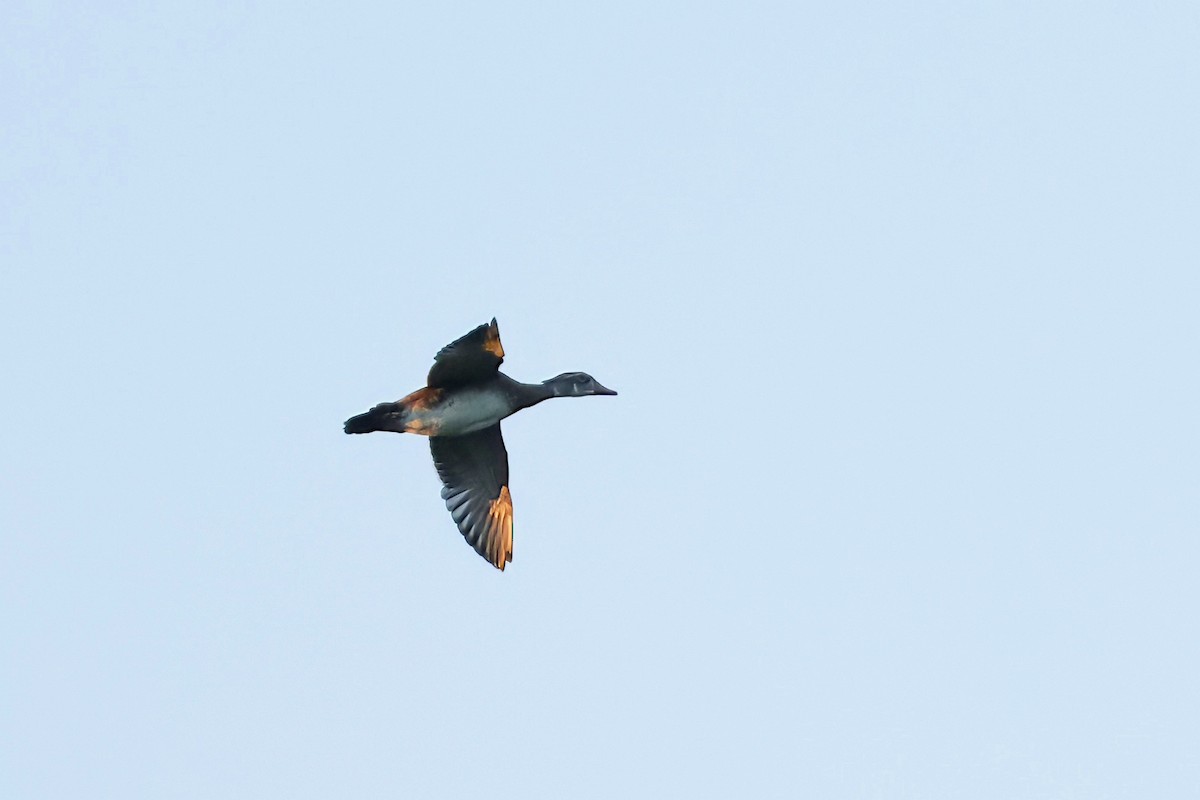 Wood Duck - ML640704018