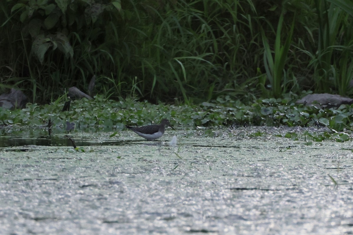 Solitary Sandpiper - ML640704034