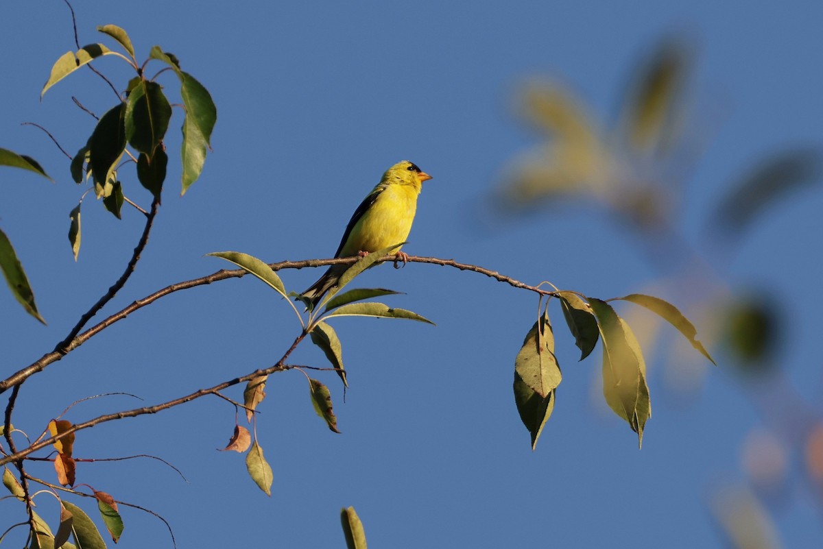 American Goldfinch - ML640704046