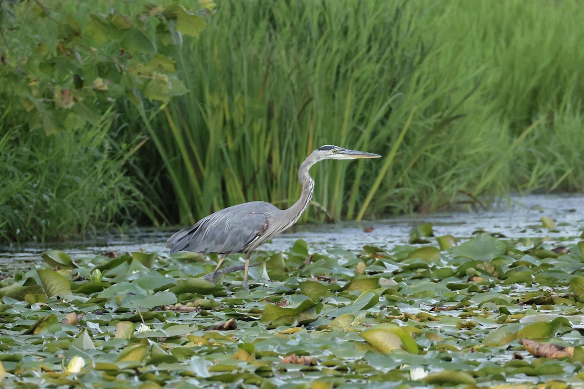 Great Blue Heron - ML640704058