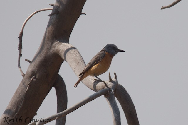 Miombo Rock-Thrush - ML640704067